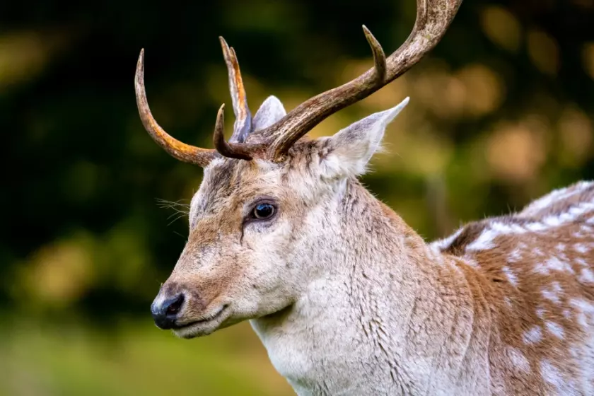 Why Deer Hunting is Good or Bad