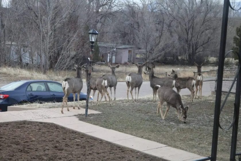 Why Deer Jump in Front of Cars
