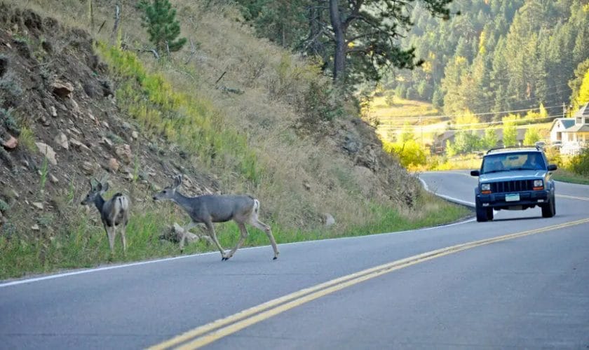 Why Deer Jump in Front of a Car