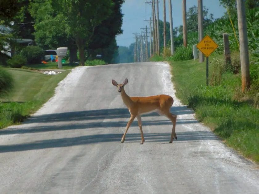 Why Deer stay in Front of Cars