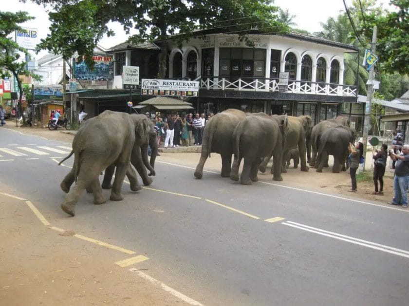 Why Did Elephant Cross the Road