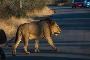 Why Did the Lion Cross the Road?