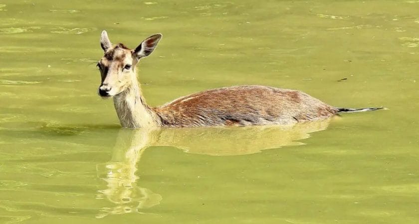 Why Do Deer Go into Water to Die