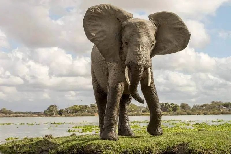 Why Do Elephant Sway