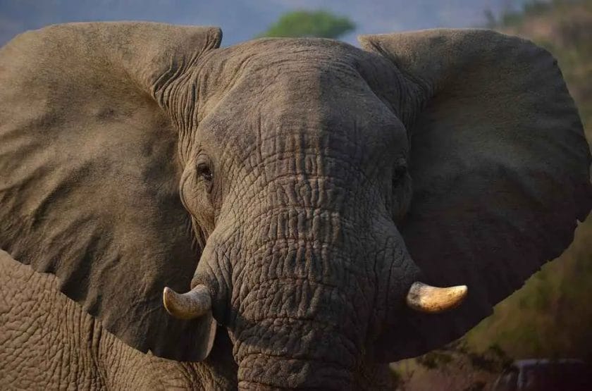 Why Do Elephants Flap Their Ears? • Support Wild