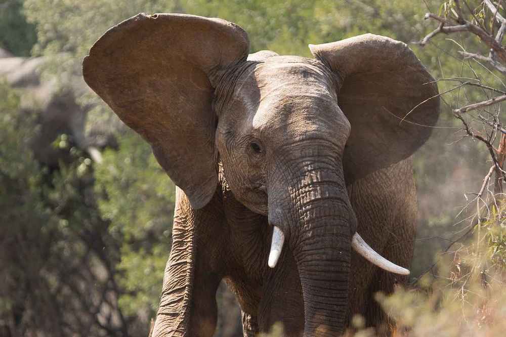 Why Do Elephants Flap Their Ears? • Support Wild