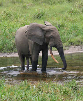 Why Do Elephants Have Big Ears