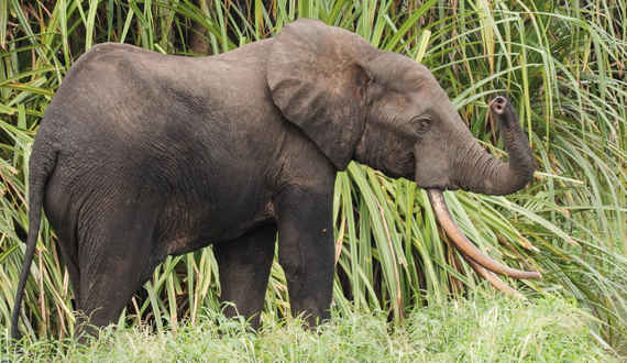 Why Do Elephants Have Big Ears? • Support Wild