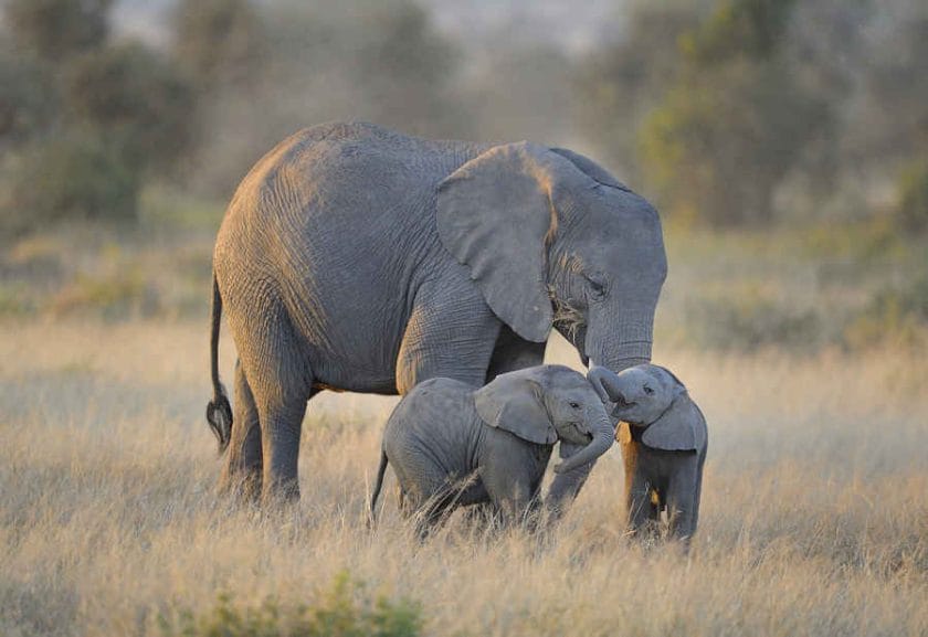 Why Do Elephants Need Carbohydrates?