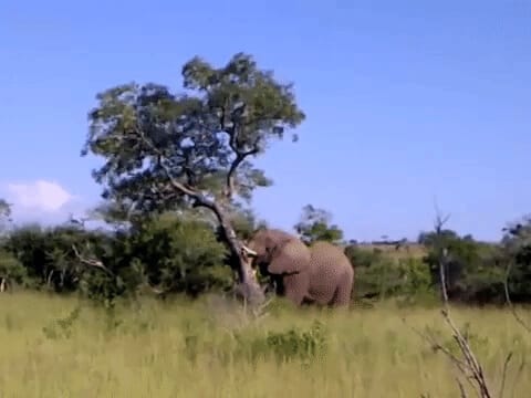 Why Do Elephants Push Over Trees