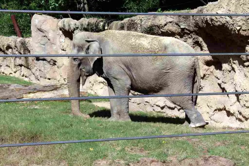 Why Do Elephants Sway Back and Forth? • Support Wild