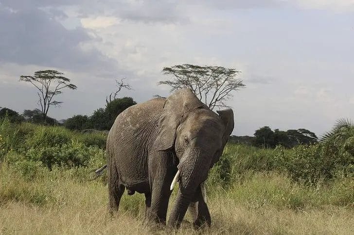 Why Do Elephants Sway