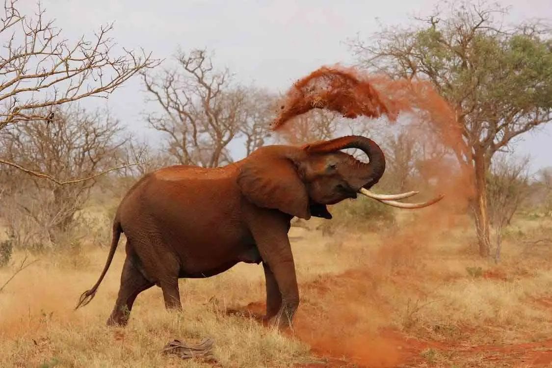 Why Do Elephants Throw Dirt on Themselves? • Support Wild