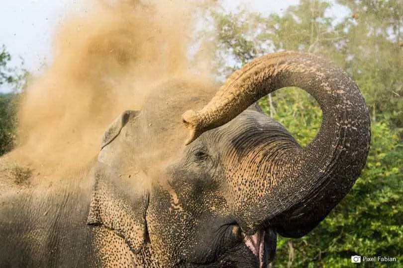 Why Do Elephants Throw Dirt on Themselves? • Support Wild