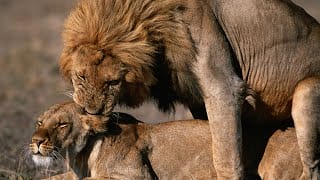 Why Do Lions Bite When Mating?