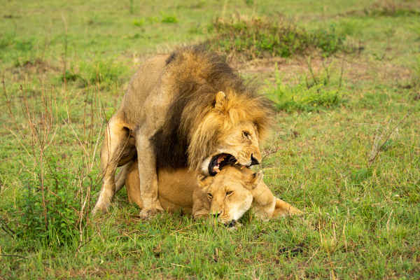 Why Do Lions Bite When Mating?