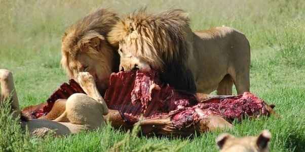 Why Do Lions Lick Their Prey