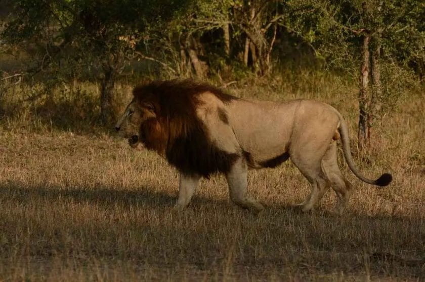 Why Do Some Lions Have Black Manes?