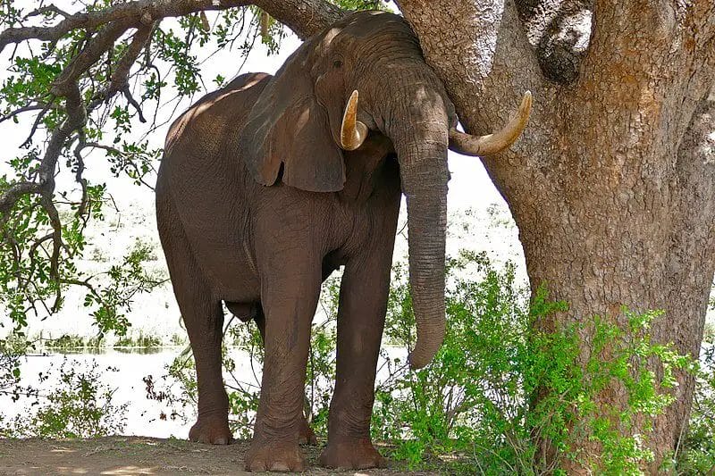 Why Do You Never See Elephants Hide in Trees