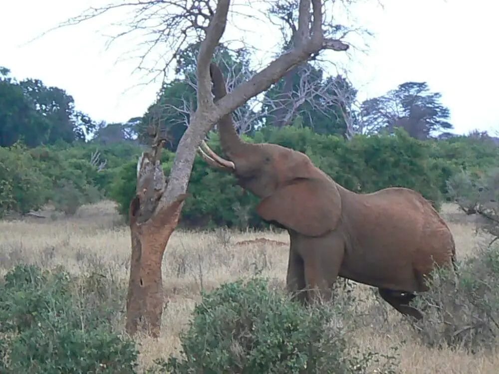 Why Do You Never See Elephants Hiding in Trees? • Support Wild