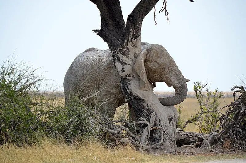 Why Do You Never See Elephants Hiding in a Tree