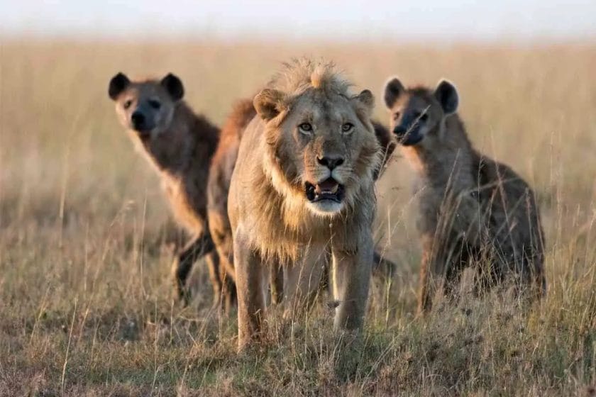 Why Don't Lions Eat Hyenas?