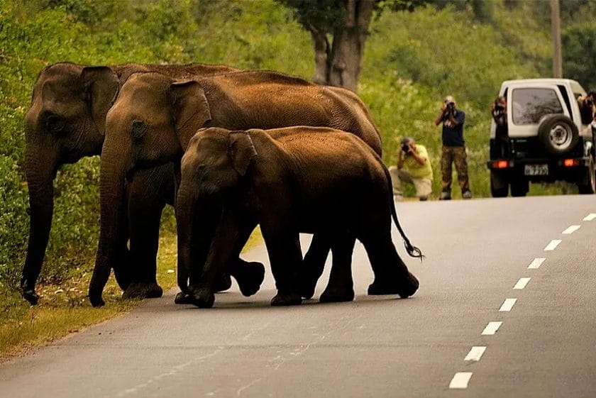 Why Elephant Cross the Road