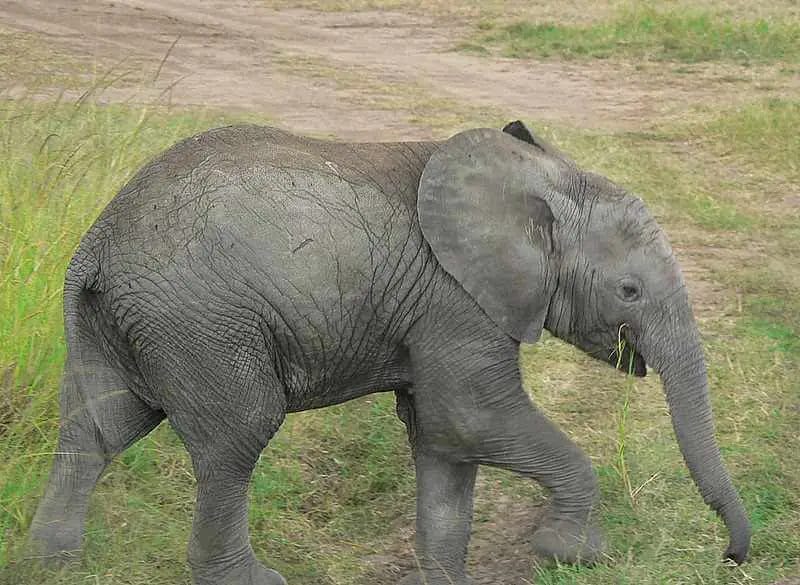 Why Elephants Big, Gray, and Wrinkled