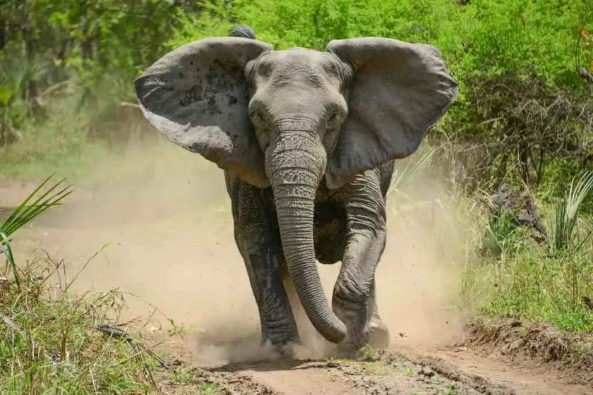Why Elephants Sway