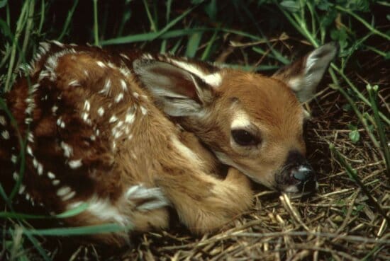 Why Would Deer Be Alone