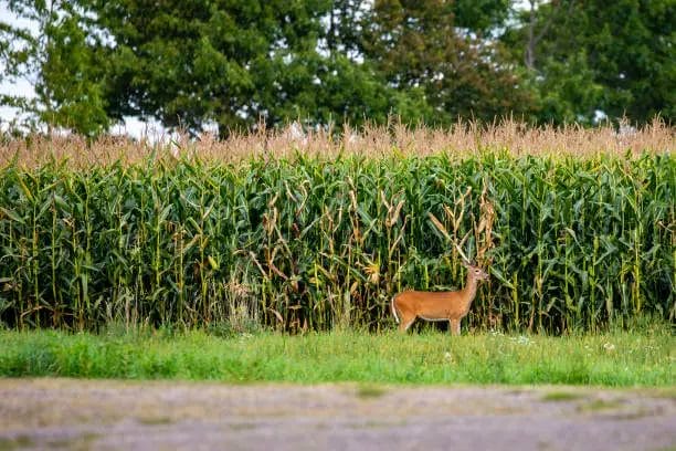 Why Would Deer Stop Coming to Corn farm