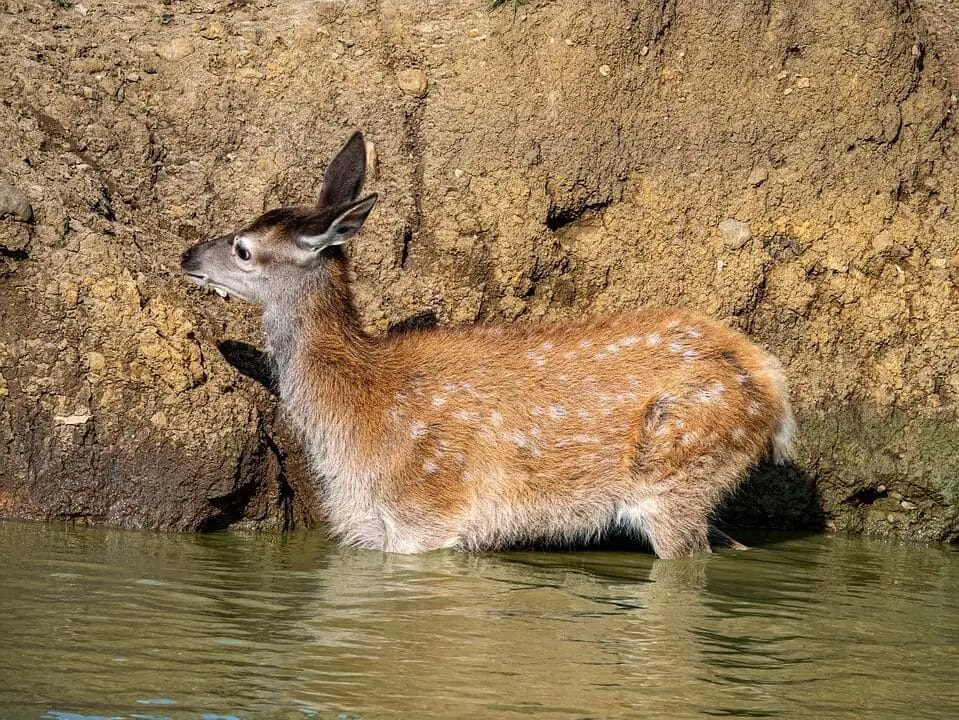 Why Would a Deer Be Alone