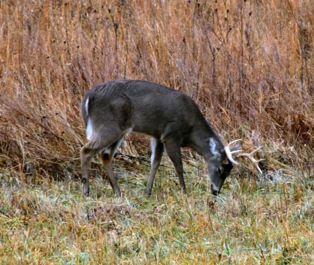 Why are Deer Not Eating My Corn? • Support Wild