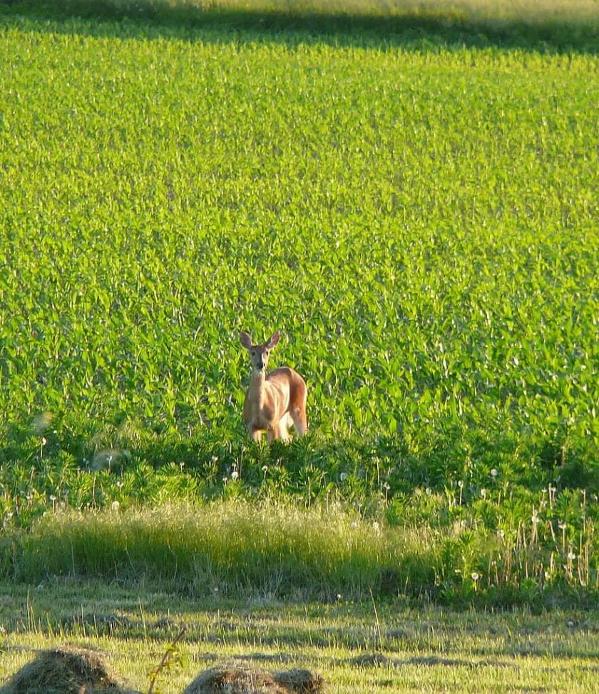 Why are Deer Not Eating My Corn
