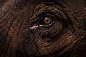 Why are Elephants Big, Gray, and Wrinkled