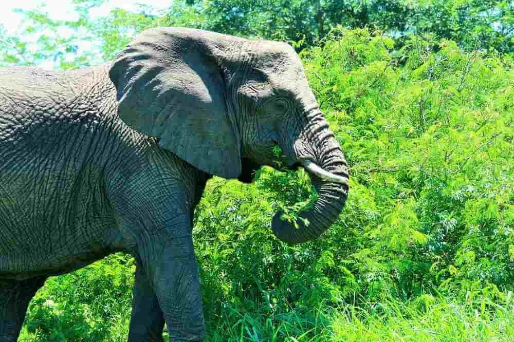 Why are Elephants Big, Gray, and Wrinkled? • Support Wild