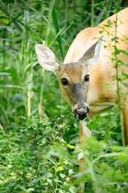 Will Deer Eat Rhubarb?