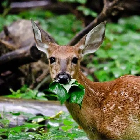 Will Deer Eat Rhubarb?