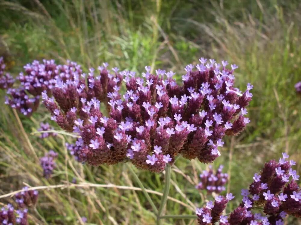 Will Deer Eat Verbena? • Support Wild