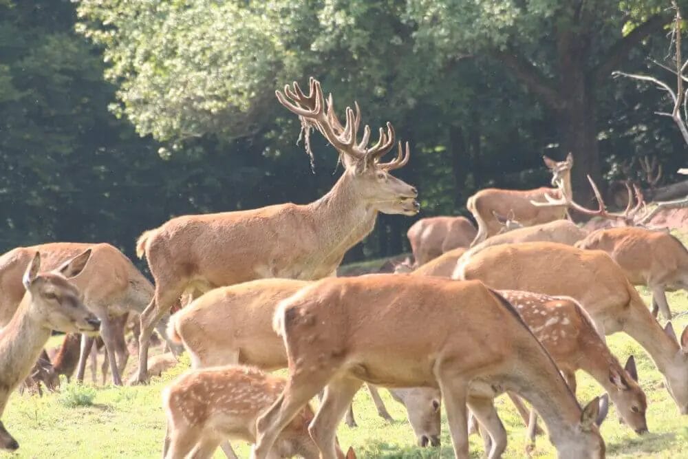 Will Deer Move in the Wind? • Support Wild