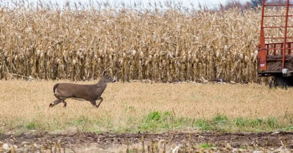 Would Deer Stop Coming to Corn