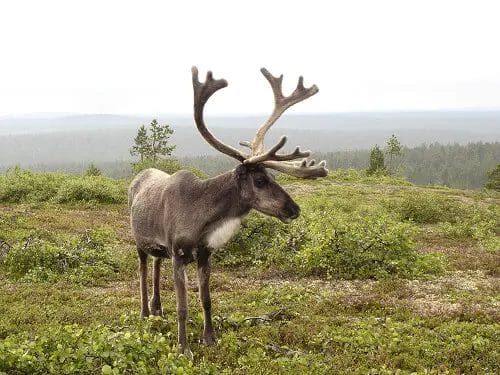 a Reindeer looking