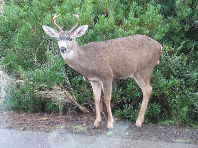 a three legged deer