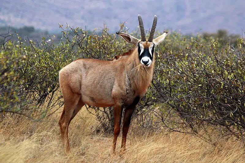 an antelope looking