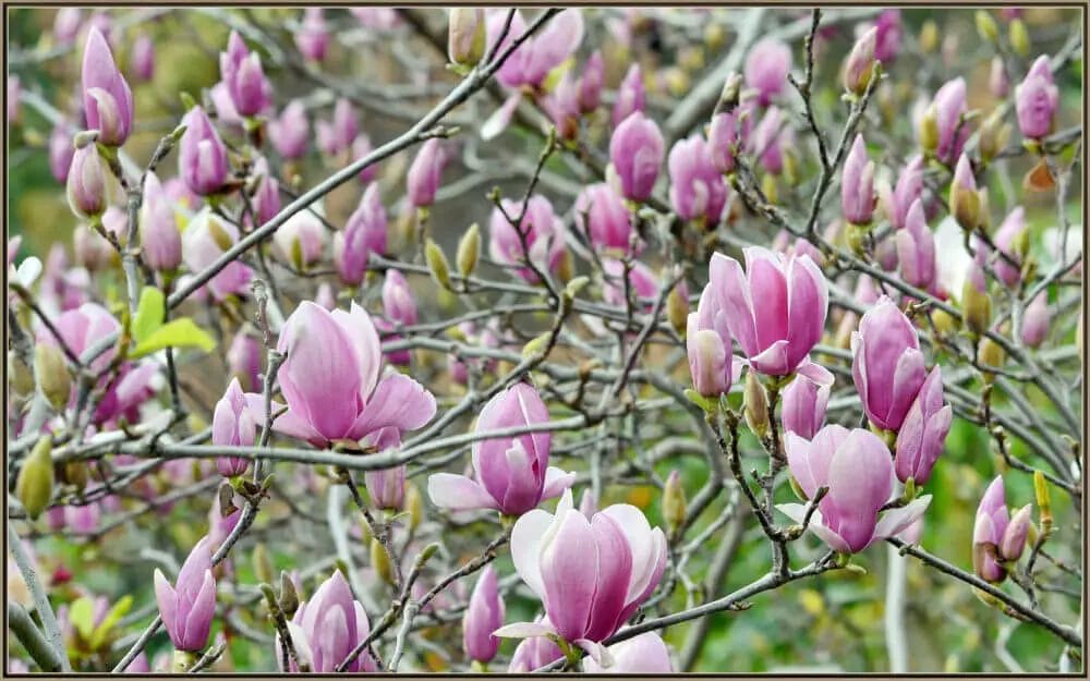 Are Magnolias Deer Resistant? • Support Wild