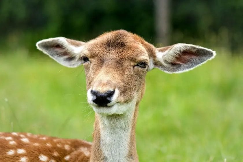 Are Deer Ears wide