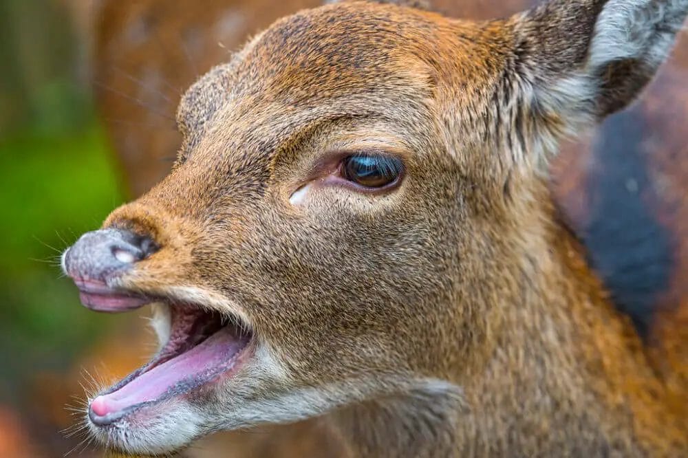 Is it Illegal to Use Electronic Deer Calls? • Support Wild