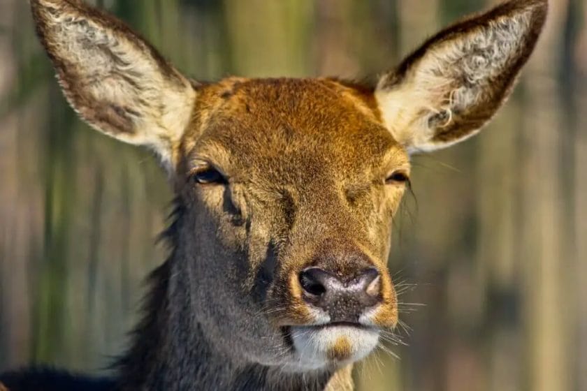 deer can perceive
