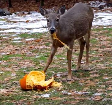 deer eating a pumpkin