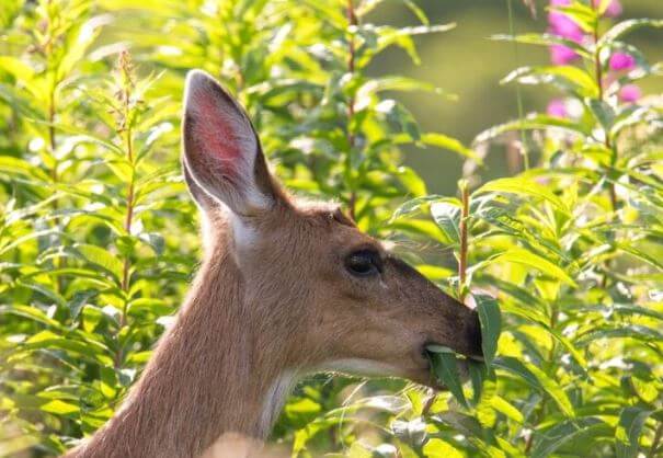 deer eating anemone flowers